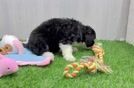 Fluffy Mini Bernedoodle Poodle Mix Pup