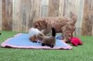 Cute Cavapoo Baby