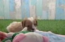Hypoallergenic Cavalier King Charles Spaniel Purebred Pup