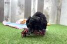 Meet Illuminate - our Cavapoo Puppy Video