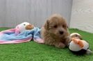 Best Maltipoo Baby