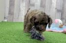 Cockapoo Puppy for Adoption
