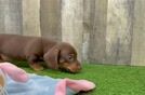 Dachshund Pup Being Cute