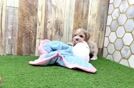 Best Maltipoo Baby