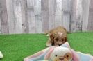 Cavapoo Puppy for Adoption