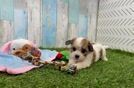 Petite Cavachon Designer Pup