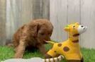 Cavapoo Pup Being Cute
