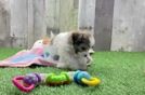 Fluffy Teddy Bear Designer Pup