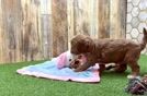 Meet Zale - our Cavapoo Puppy Video