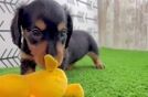 Cute Dachshund Baby