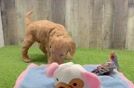 Small Mini Goldendoodle Baby