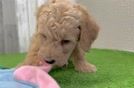 Smart Mini Goldendoodle Poodle Mix Pup