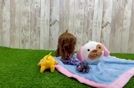 Best Cavapoo Baby