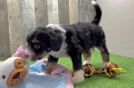 Sweet Mini Bernedoodle Baby