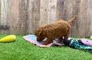 Cavapoo Puppy for Adoption