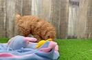 Playful Poodle Purebred Pup