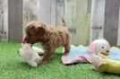 Cavapoo Puppy for Adoption