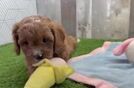 Small Cavapoo Baby