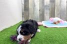 Meet Jeffy - our Mini Bernedoodle Puppy Video