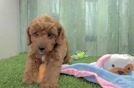 Happy Cavapoo Baby