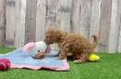 Friendly Maltipoo Baby