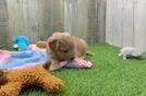 Best Maltipoo Baby