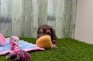 Mini Aussiedoodle Pup Being Cute
