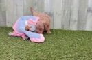 Meet Tyrone - our Cavapoo Puppy Video