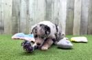 Akc Registered Mini Aussie Baby