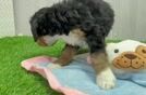 Playful Bernadoodle Poodle Mix Puppy