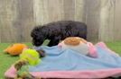 Havapoo Pup Being Cute
