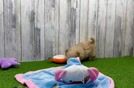 Meet Funyun - our Maltipoo Puppy Video