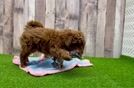 Maltipoo Pup Being Cute