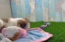 Shih Tzu Pup Being Cute