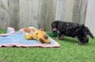 Smart Yorkie Poo Poodle Mix Pup