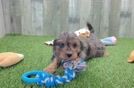 Cavapoo Puppy for Adoption