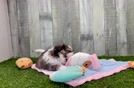 Playful Shih Tzu Baby