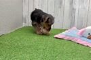 Meet Arnold - our Yorkshire Terrier Puppy Video