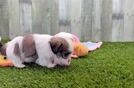 Teddy Bear Puppy for Adoption