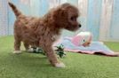 Meet Kenzie - our Cavapoo Puppy Video