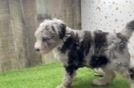 Friendly Mini Sheepadoodle Baby