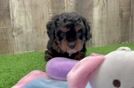 Petite Cavapoo Poodle Mix Pup