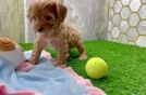 Popular Cavapoo Poodle Mix Pup