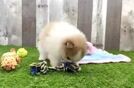 Pomeranian Pup Being Cute