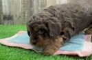 Cavapoo Puppy for Adoption