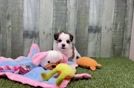 Teddy Bear Pup Being Cute