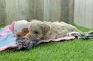 Maltipoo Puppy for Adoption