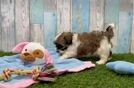 Meet Cassie - our Havapoo Puppy Video