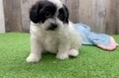 Shih Poo Puppy for Adoption