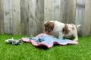 Popular Shih Poo Poodle Mix Pup